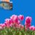tulipes